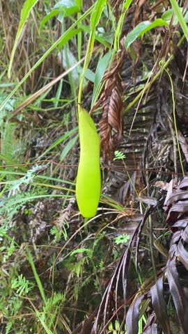 Carnivorous, Pitcher Plant growing in Borneo, West Kalimantan, Indonesia