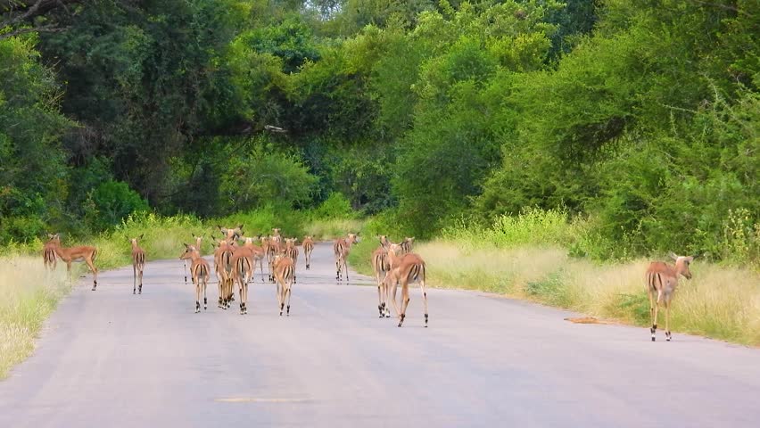 Large herd of deer on a tourist access trail in Kruger National Park, South Africa.
