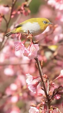 4K Footage of a Bird Perched Among Beautiful Cherry Blossoms