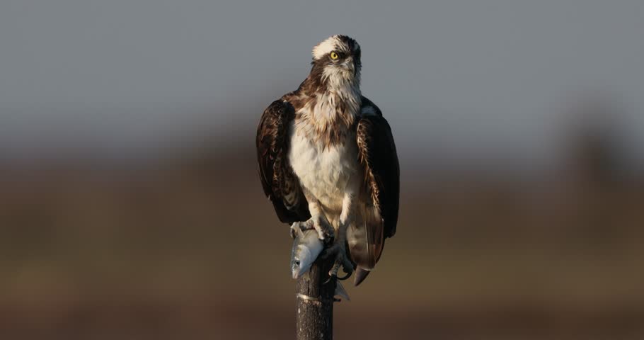 Bird of prey, Osprey (Pandion haliaetus) in the Sardinian marshes. Italy.