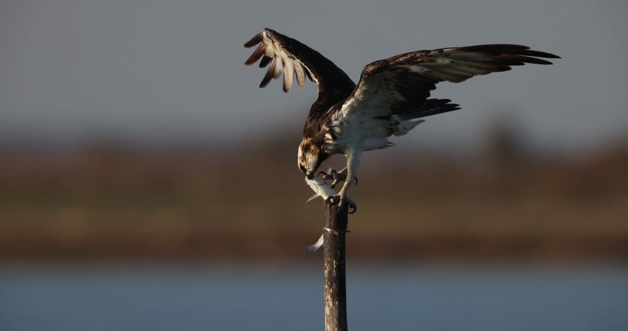 Bird of prey, Osprey (Pandion haliaetus) in the Sardinian marshes. Italy.