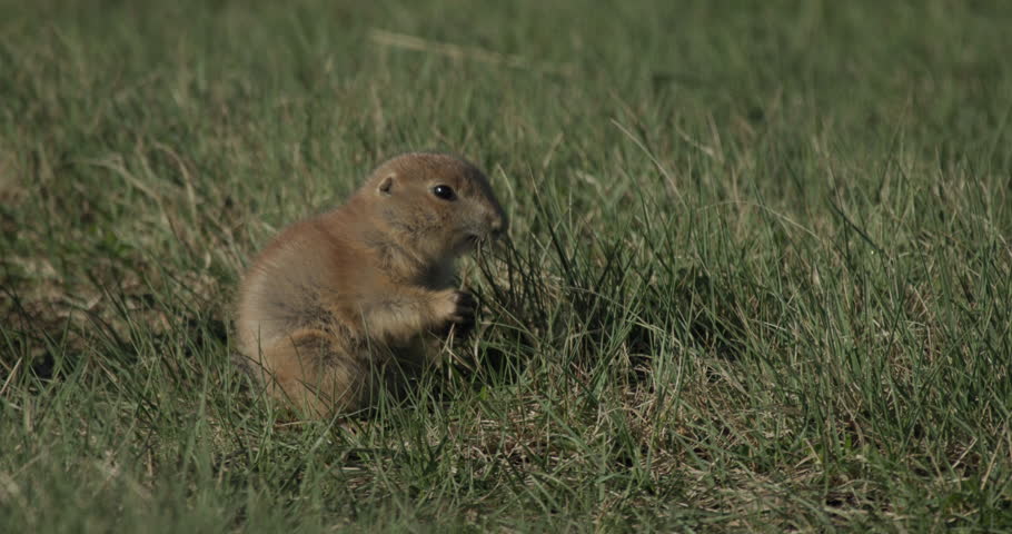 Black-tailed Prairie Dog Young Pup Eating Grazing Chewing Summer Green Grass