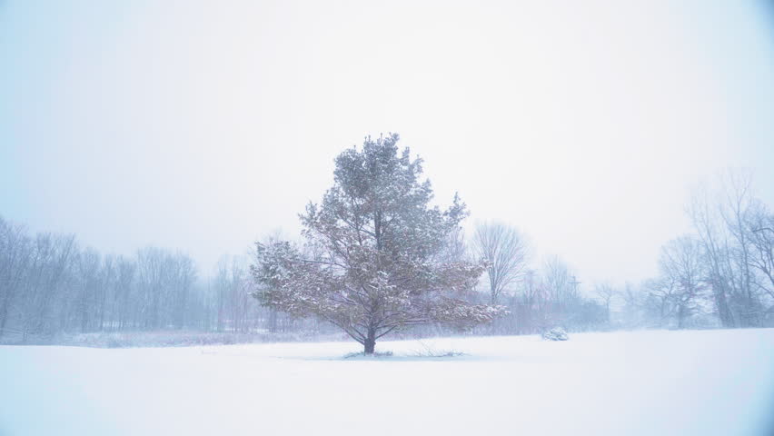 Lone, tall pine tree with yellow and orange needles in a large open yard with baron trees in the distance during a heavy snow