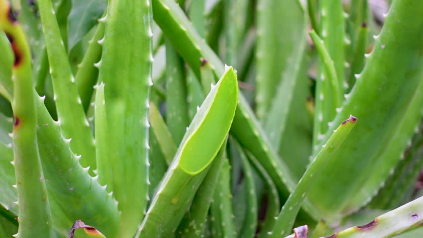 Aloe vera plants are being cultivated on the roof top garden. Closeup 4k views.