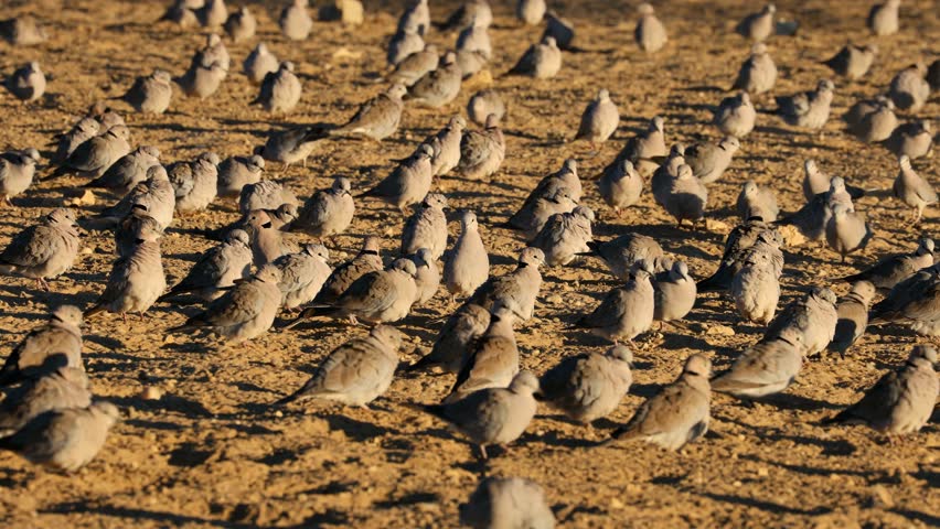 Large flock of Cape turtle doves (Streptopelia capicola) in natural habitat, Kalahari desert, South Africa