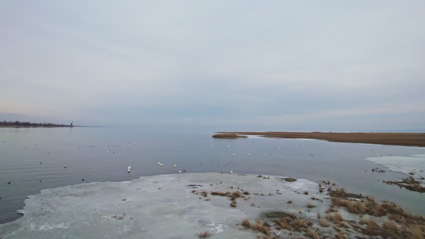 Birds spend the winter on Lake Issk-Kul.
Flock of white swans swimming in waves of stormy lake. Swans racing over water. Flock of the mute swans running on the river water surface before take off.