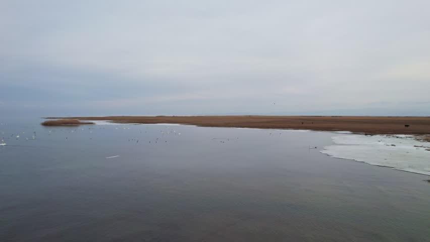 Birds spend the winter on Lake Issk-Kul.
Flock of white swans swimming in waves of stormy lake. Swans racing over water. Flock of the mute swans running on the river water surface before take off.
