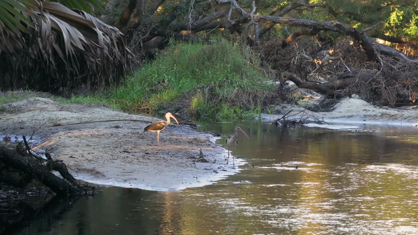 Florida wetlands nature. Jungles with palm trees and tropical vegetation in southern USA