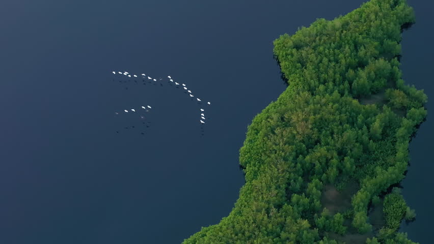 Florida wetlands with flocks of white egret and heron birds flying over green swamp vegetation between river waters. Wildlife in protected natural habitat