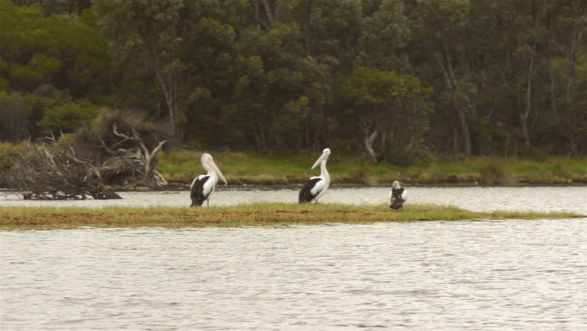 Pelicans on a small island on the Moore River, near Guilderton, Western