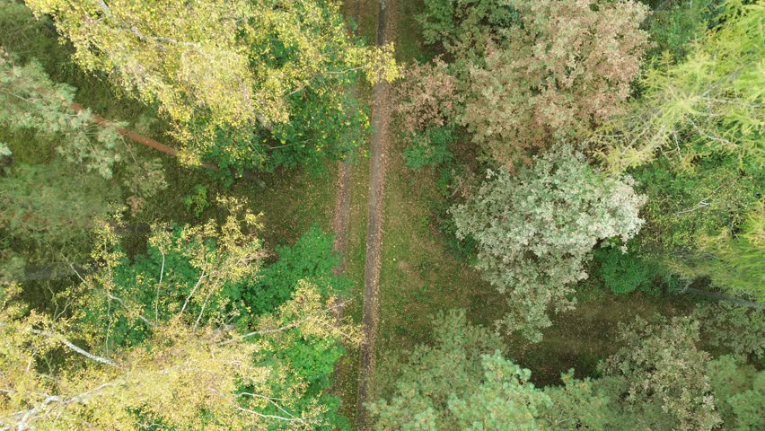 Dirt road through autumn forest trees