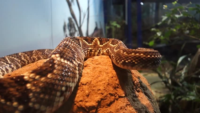 Crotalus durissus snake, or South American rattlesnake. Brazilian Cascavel in exposition at Butantan Institute, Sao Paulo, Brazil