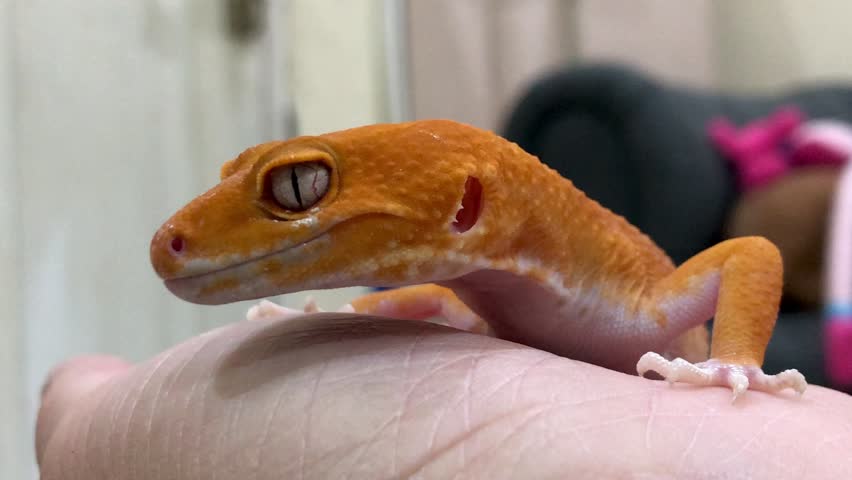 The leopard gecko or common leopard gecko (Eublepharis macularius) in the grip of an adult man