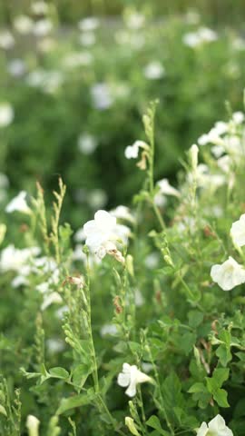 high-quality video of a garden full of beautiful flowers