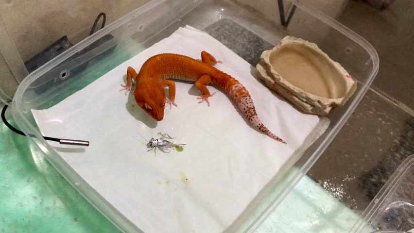 The leopard gecko or common leopard gecko (Eublepharis macularius) eats crickets with its tail hissing in its cage at night.