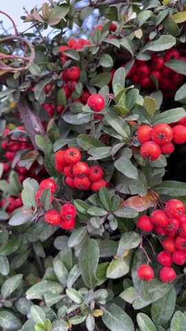 Firethorn red berries on a bush closeup video