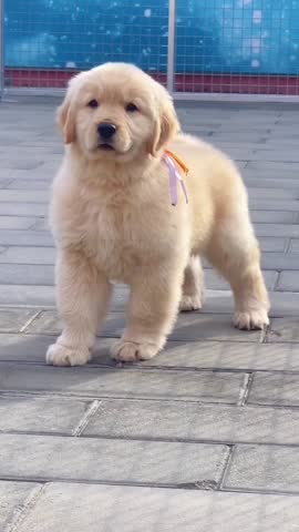 Adorable Golden Retriever Puppy Posing Outdoors.