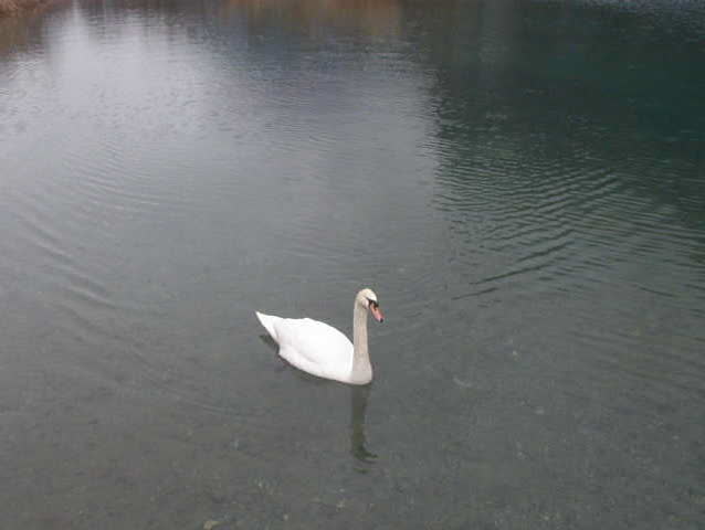 Swan on the lake