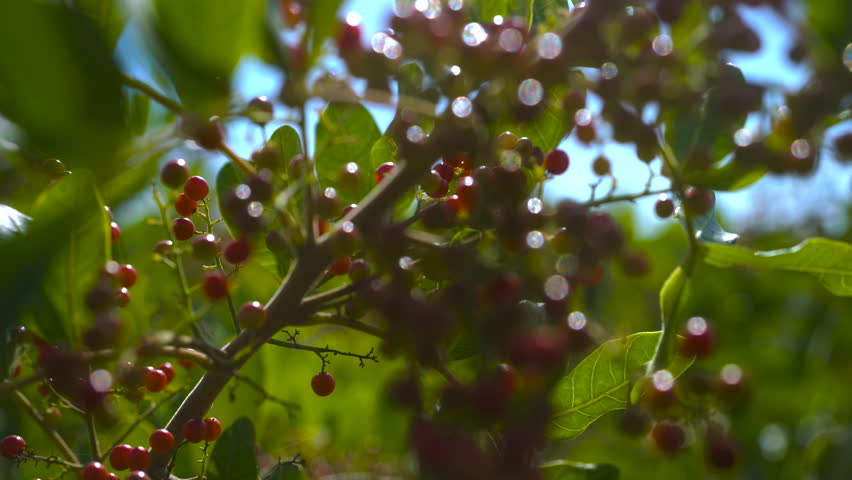 Pink pepper harvesting, pink pepper handling