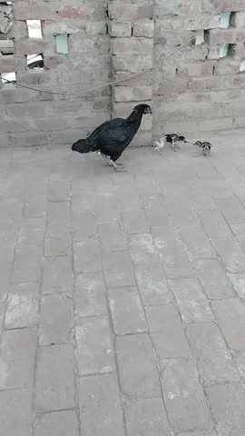 Healthy and cute hen chicks walking together and searching for food on a village rooftop video clip.organic poultry breed also known as Aseel.