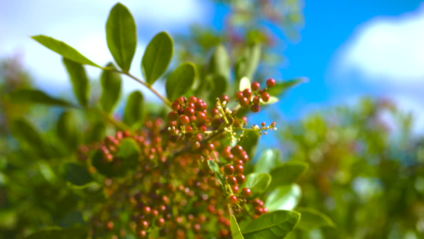 Pink pepper growers, pink pepper growing farm