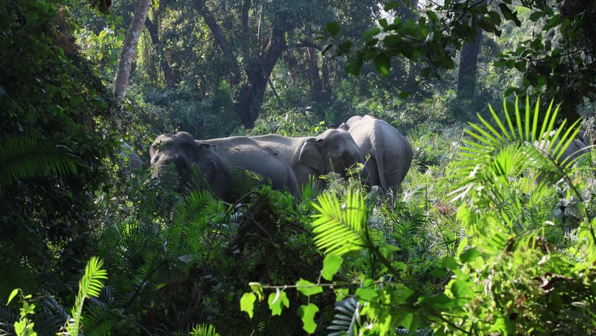 Shot or Video of Elephant Family
