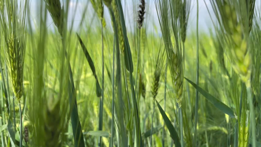 Green wheat stalks blow in the wind. Natural Wheat field. Bueutiful nature wheat field with blue sky and clouds in sunny day