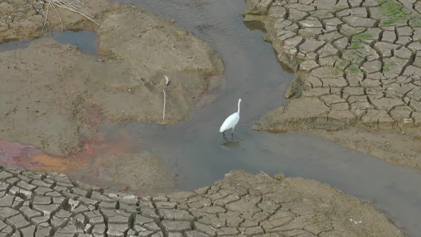 Snowy Egret Wading in shallow edge of dry lake looking for fish
