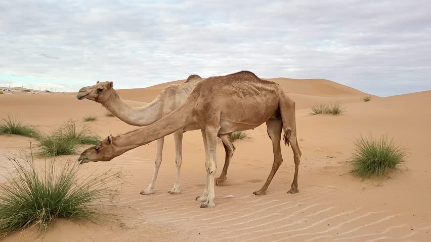 Two Middle Eastern camels in the desert in Abu Dhabi, UAE. High quality 4k footage.