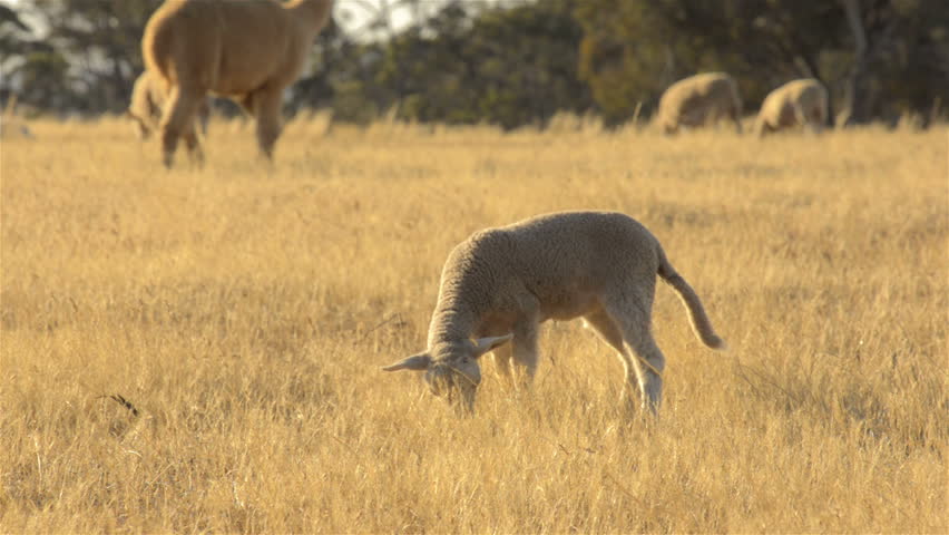 Young Lamb Grazing in a Dry Field with a Flock of Sheep