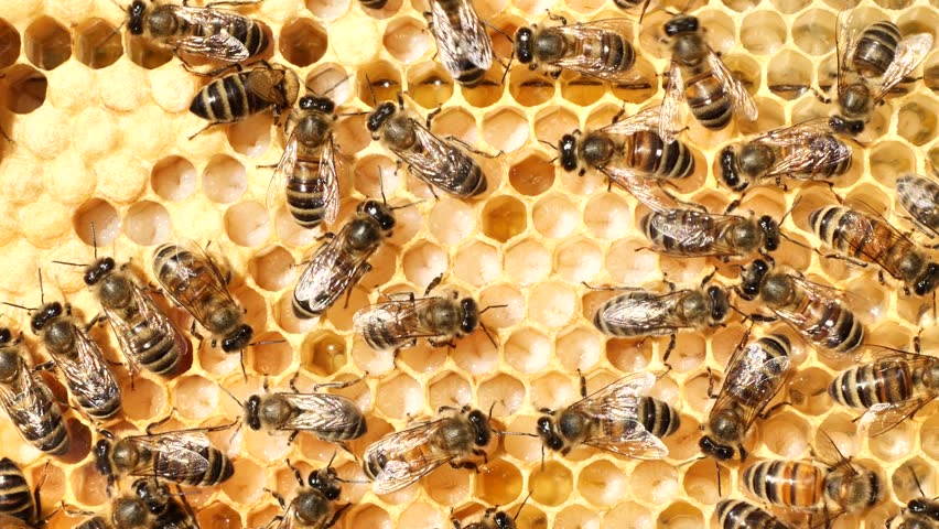 Bees defend themselves from insects from other colonies.
Alien insects penetrate the hive to steal honey.
