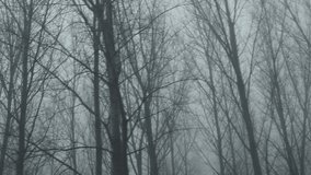 Driving past spooky deciduous forest landscape with bare tree branches in foggy winter morning, 4K handheld footage - Powered by Shutterstock - Get 15% off with code: PIKWIZARD15