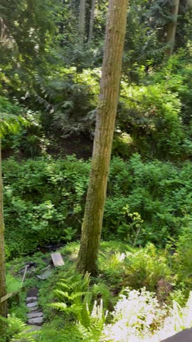 Vertical video of a lush Washington forest in Olympia during spring. Sunlight filters through evergreen trees, accompanied by soothing bird calls and a babbling stream, creating a serene atmosphere.
