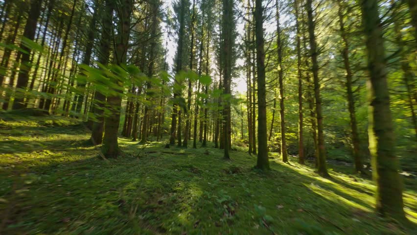 fpv drone flying low and fast in pine trees forest on a sunny summer day in the Vosges region