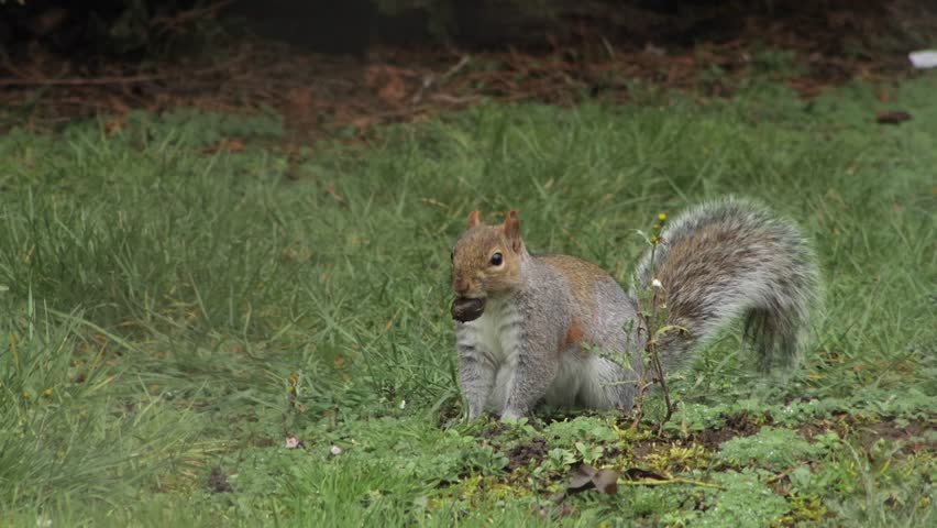 Grey Squirrel With A Nut In Its Mouth Digging A Hole In Grass Daytime Close Up UK England Hertfordshire Borehamwood