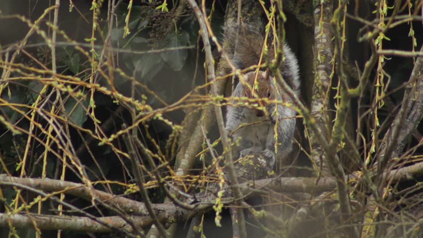 Grey Squirrel Sat On Willow Tree Branch Eating New Buds Off Of Thin Branches Close Up UK England Hertfordshire Borehamwood