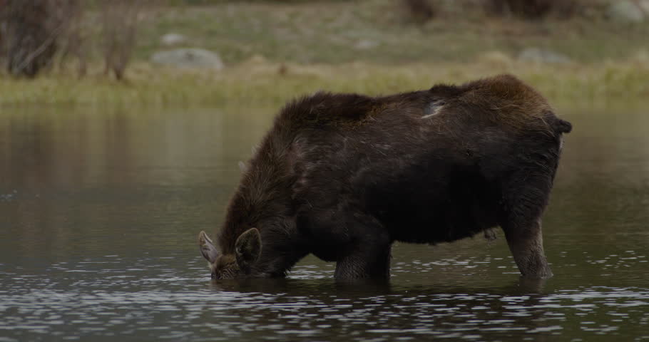 Wild Moose in lake drinking water
