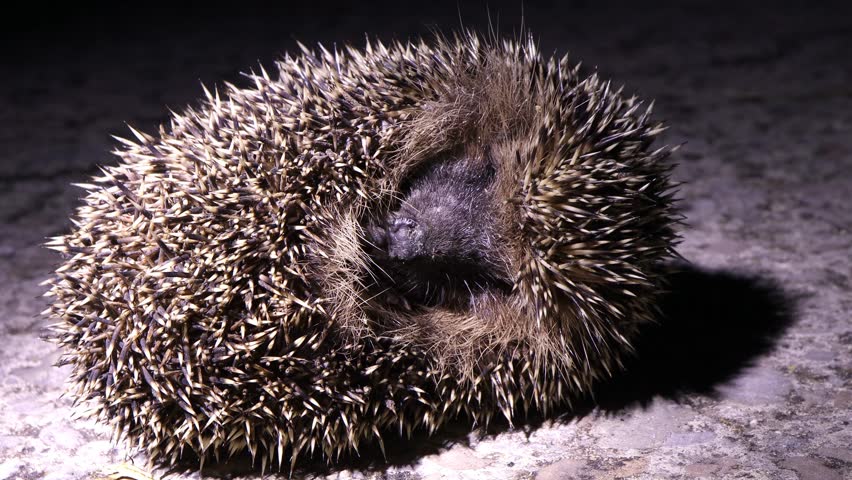 A detailed view of a hedgehog