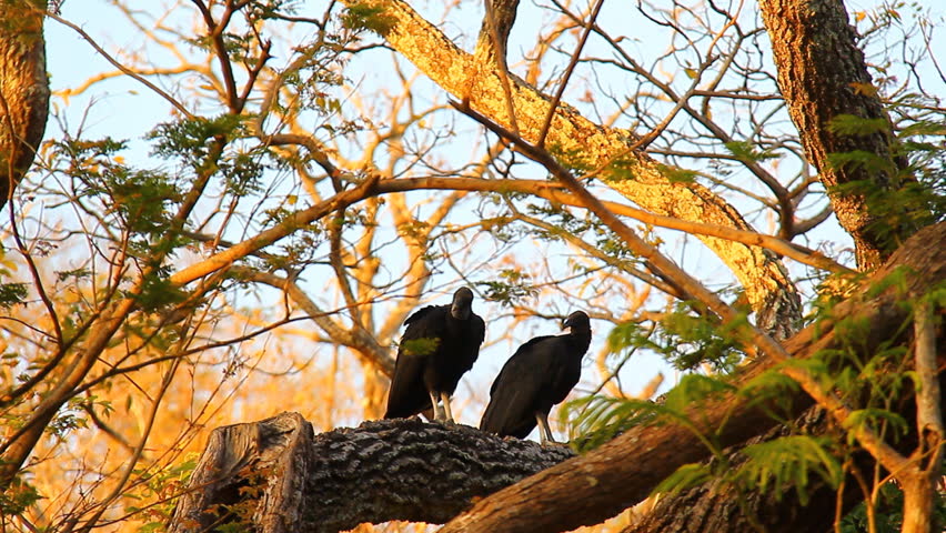Black Vultures 1. American Black Vultures in a tree early in the morning in