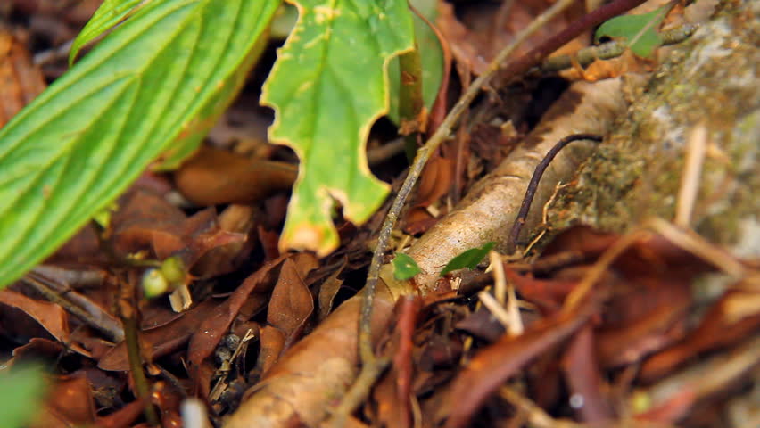 Leafcutter Ants. Leafcutter ants in a rainforest in Costa Rica.