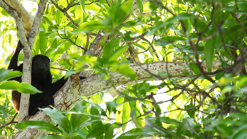 Howler Monkeys 18. Howler monkey relaxing in a tree in Costa Rica.