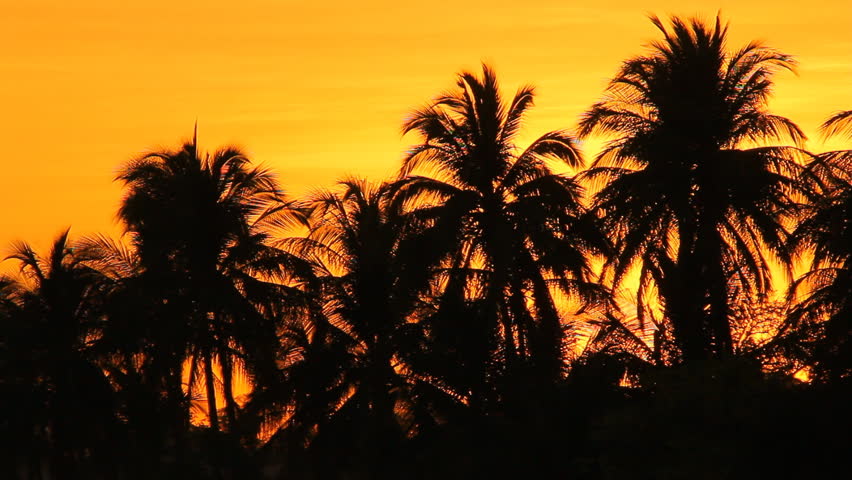 Sunrise Palms Gulf of Papagayo Costa Rica. Sunrise behind a group of palm trees