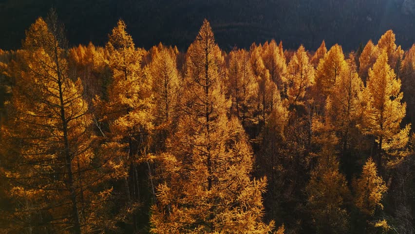 Experience the stunning beauty of a mountain forest adorned with orange larch trees during autumn. The vibrant foliage creates a breathtaking view of nature seasonal changes.
