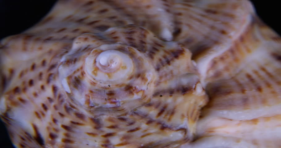 Shimmering particles. Conch shell. Ink cloud sparkling wave of liquid pigment spills oceanic spotted blur surface transparent water fluid abstract background.