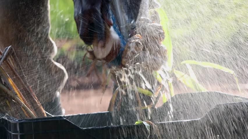 Backlit close-up: Water sprays as farm hand washes fresh ginger root