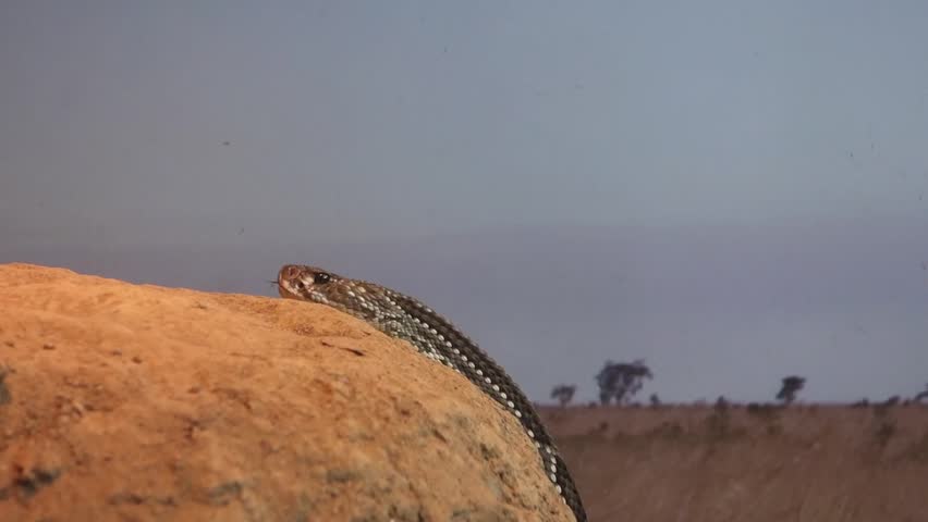 Crotalus durissus snake, or South American rattlesnake. Brazilian Cascavel in captivity