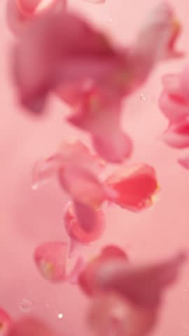 Super Slow Motion of Falling Pink Rose Petals into Water. Filmed on High Speed Cinema Camera, 1000 fps. Vertical Aspect Ratio.