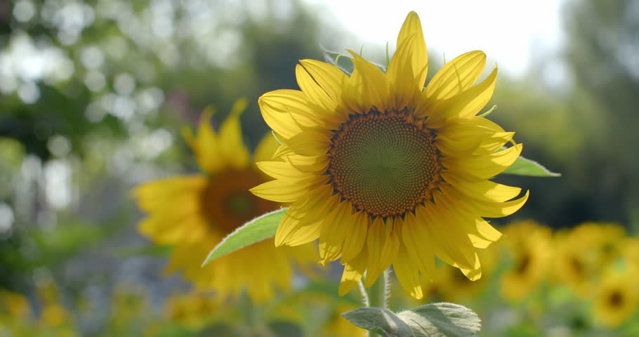 Bright yellow sunflower.Garden of many sunflowers.Sunflower Garden is open as a garden for tourists to come and take photos.