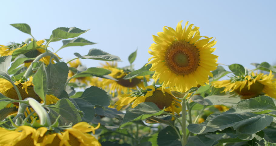 Bright yellow sunflower.Garden of many sunflowers.Sunflower Garden is open as a garden for tourists to come and take photos.