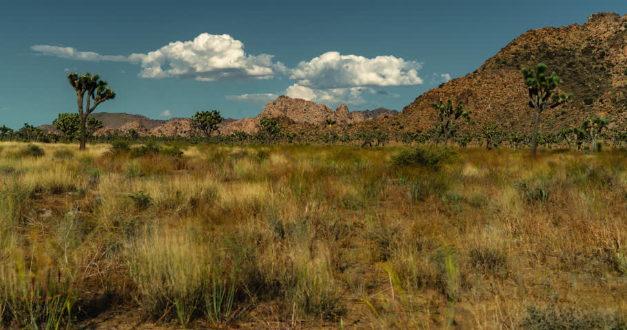 Classic desert scene with desert grasses, johua trees and summer clouds.